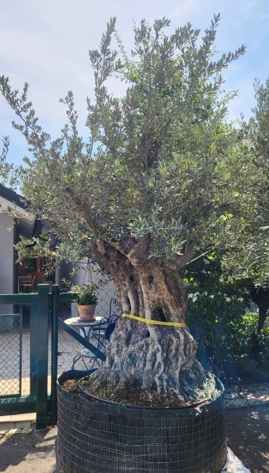 Baum Nr.11 € 1.650-